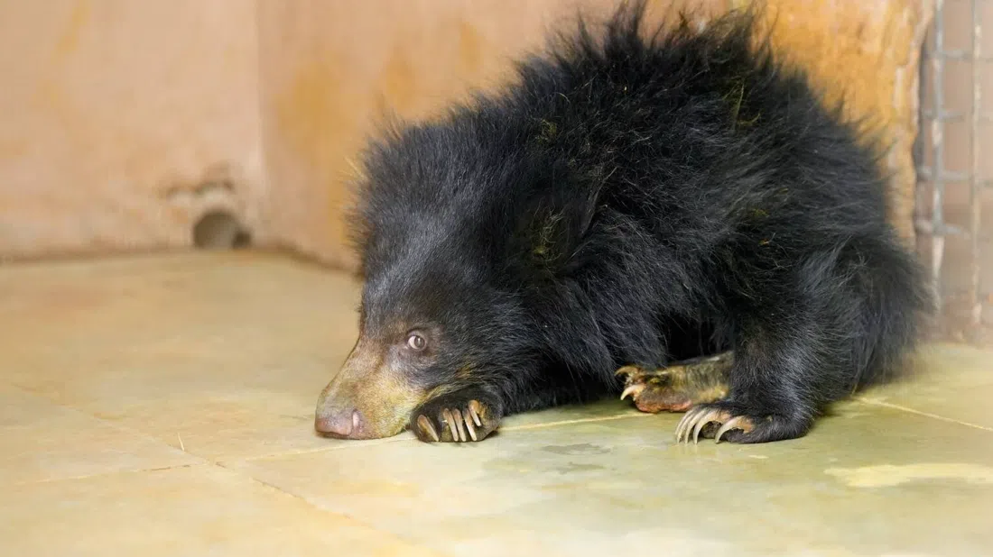 ワイルドライフSOSゾウとクマの保護センター、アーグラ