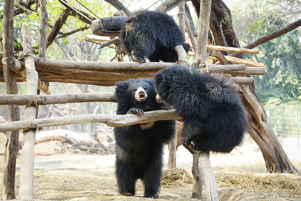 Wildlife SOS Agra Bear Rescue Facility, Agra
