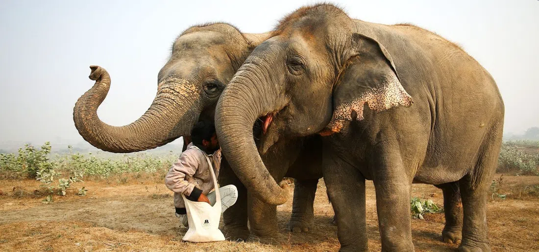 Centro de Conservação e Cuidado de Elefantes Wildlife SOS, Agra