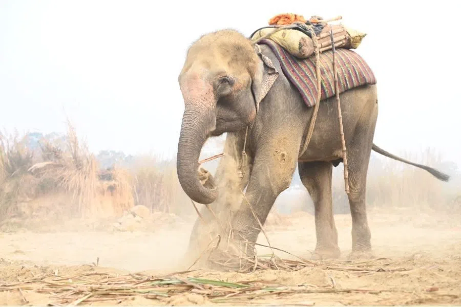 Wildlife SOS Elephant Conservation and Care Centre, Agra