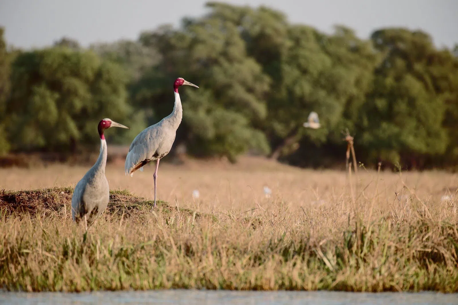 Parque Nacional de Keoladeo, Agra
