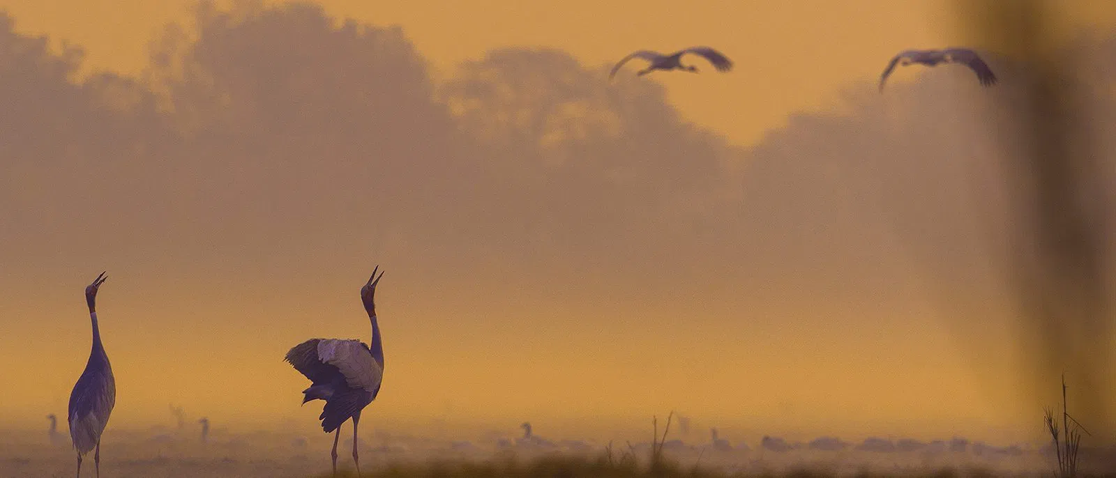Parco Nazionale di Keoladeo, Agra
